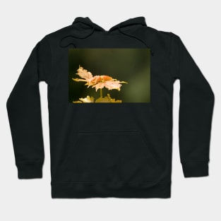 gli maple leaf Hoodie